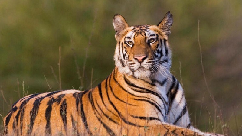 2022 is the year of the Tiger in China
